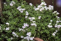 Проломник мохнатый (Androsace villosa)